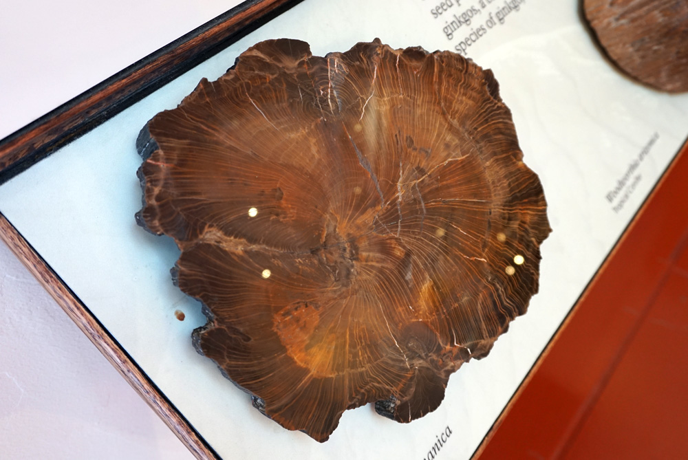 Rainbow Forest Museum内 化石の木