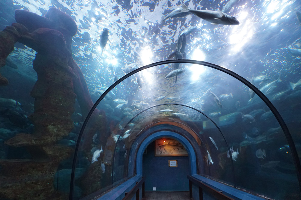 水族館内