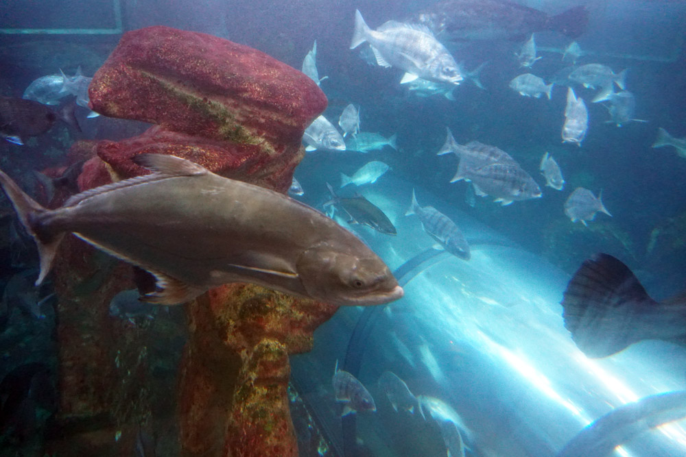 水族館内