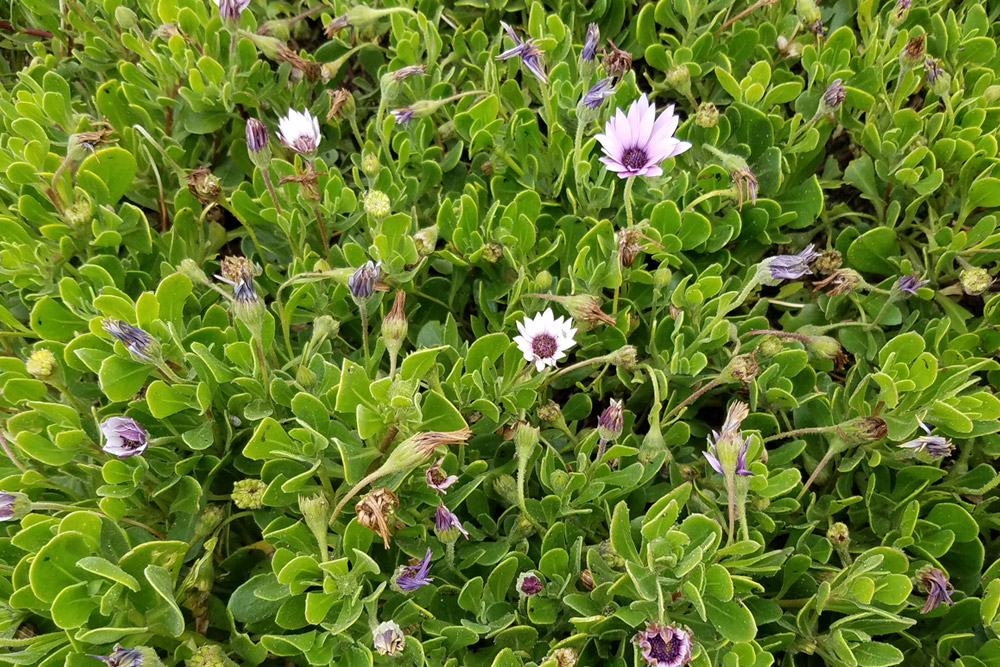 野草