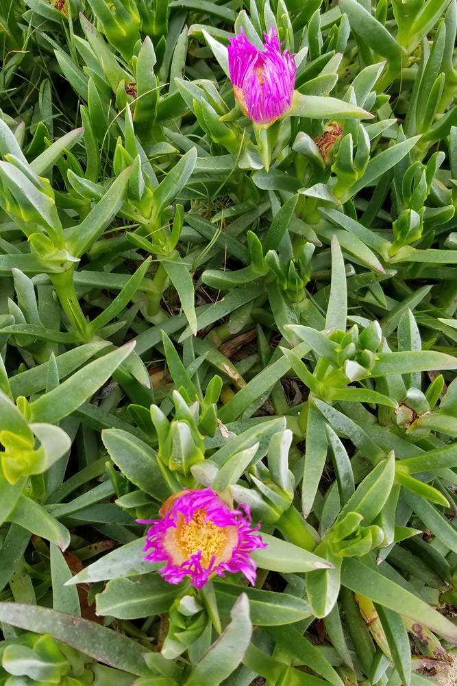 野草