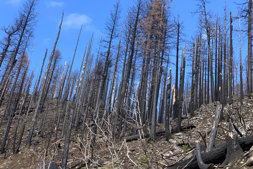 山火事跡