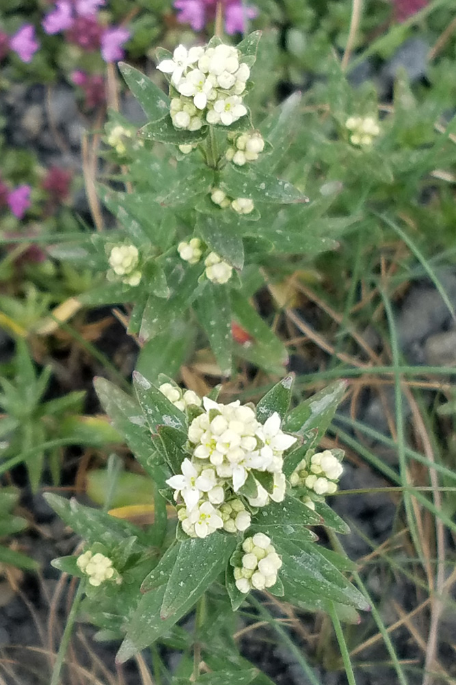 野草