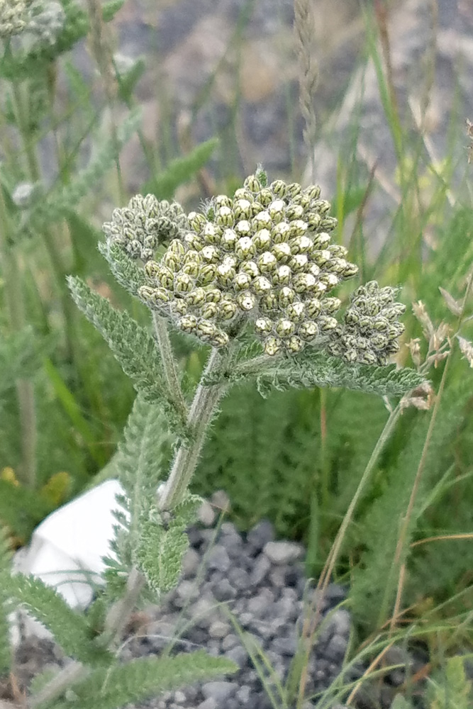 野草