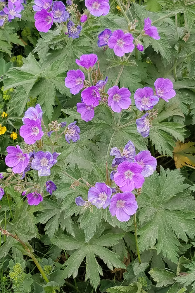 野草