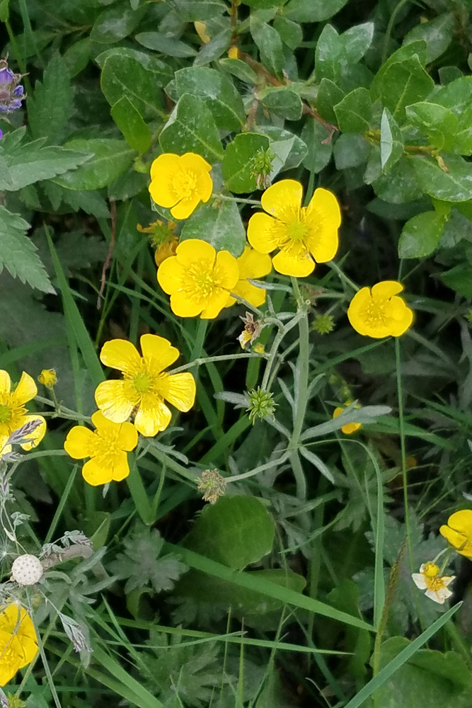 野草