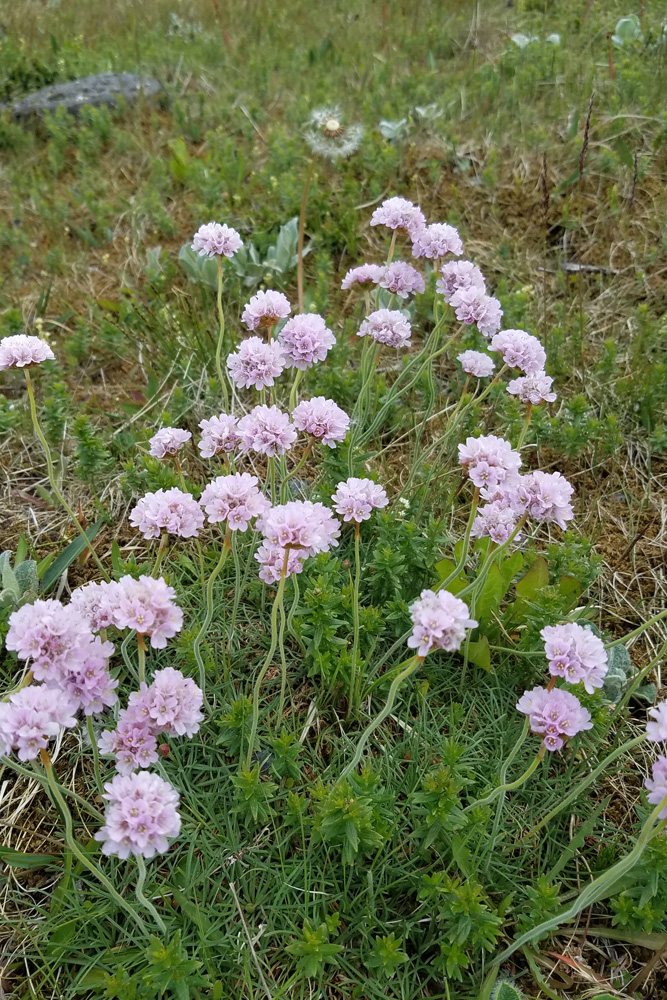 野草