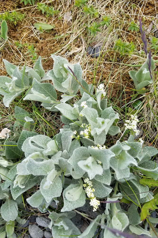 野草