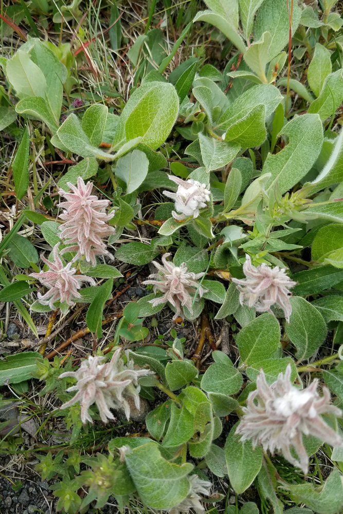 野草