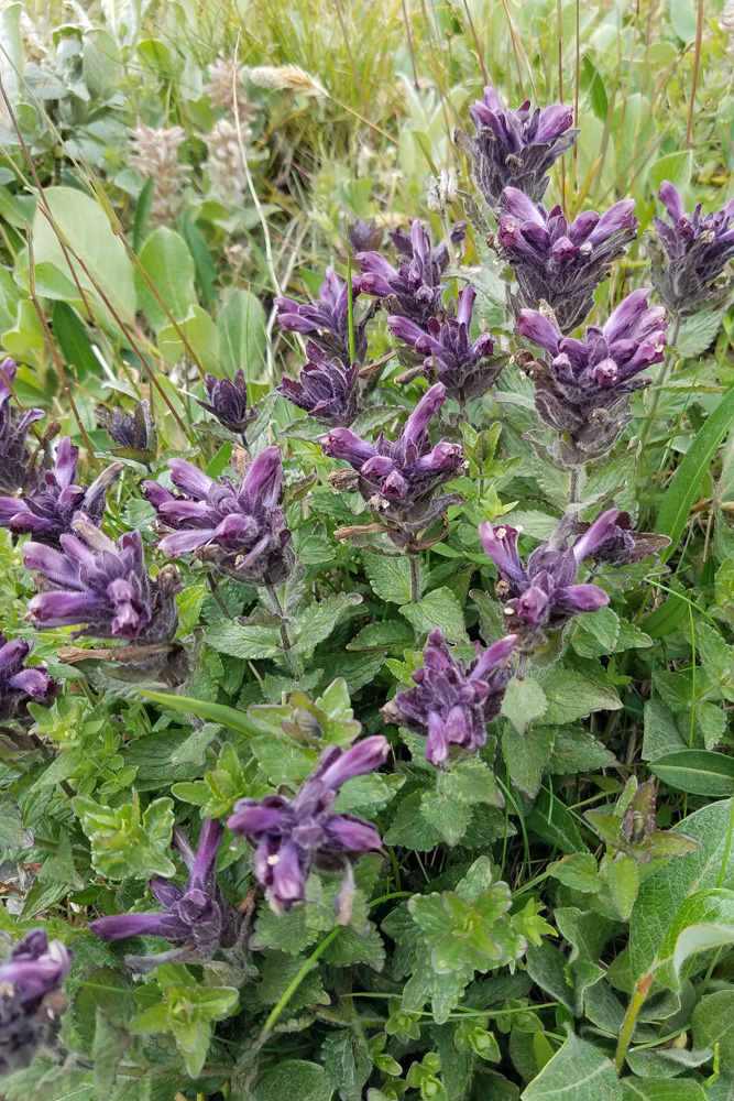 野草